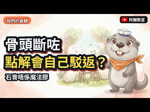 骨頭斷咗點解會自己駁返？